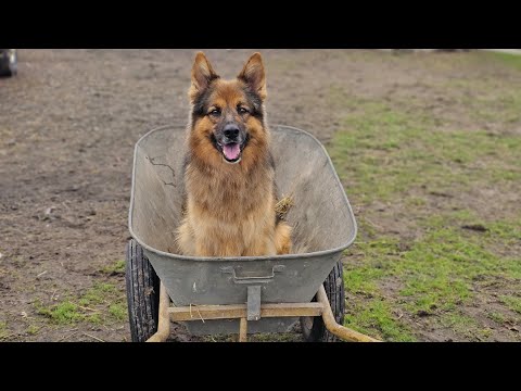 A DOG WHO HELPED ON THE FARM ✨️