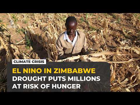 El Nino threatens Zimbabwe harvest as drought puts millions at risk of hunger