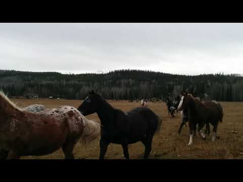 Appaloosa herd on the run @ BC Appaloosa Centre