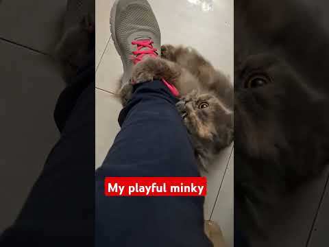 My playful minky #cat