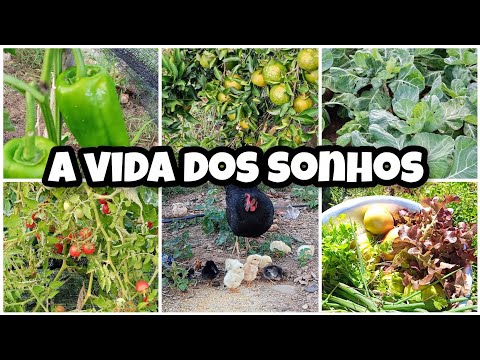 Vivendo uma vida simples no campo no interior da Bahia colheita de frutas e hortaliças orgânica 