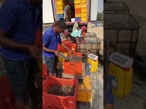 Shrimp Harvesting at District Sirsa