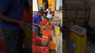 Shrimp Harvesting at District Sirsa