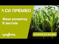 Насіння кукурудзи СІ ПРЕМЕО