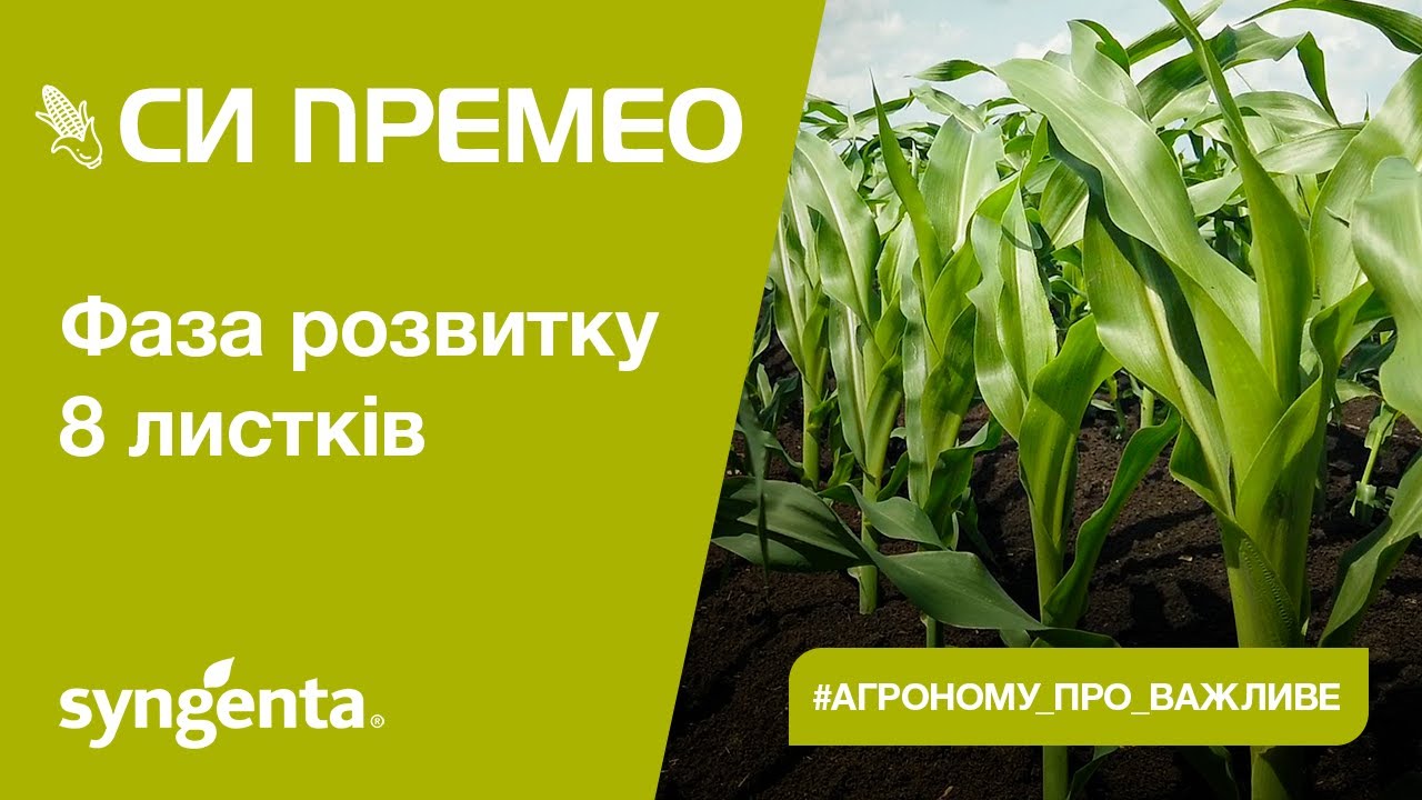 Насіння кукурудзи СІ ПРЕМЕО