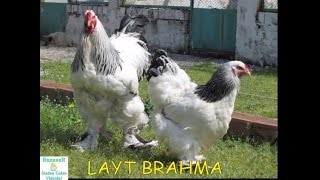 Brahma Cinsi Tavuklar Hakkında Kısa Bilgiler - Mehmet Eser | Konya