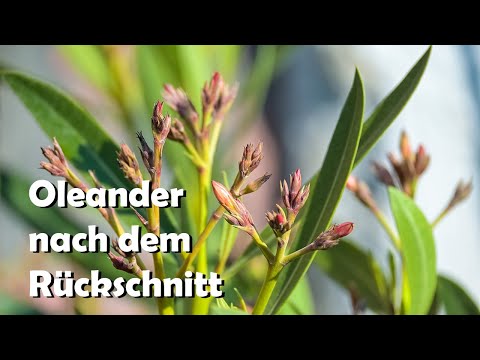 Oleander nach dem radikalen Rückschnitt buschig und voller Blütenknospen // Gartenschlau.com