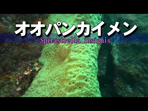 オオパンカイメン