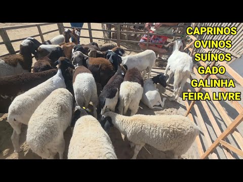 PRIMEIRA VEZ NA  FEIRA DO POVOADO DE PATOS DE FREI MIGUELINHO-PE 29/11/2025