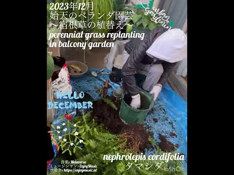 テラスやバルコニーに緑を加えるために、屋外用の大きな鉢に植えられた植物はどれですか?  庭園