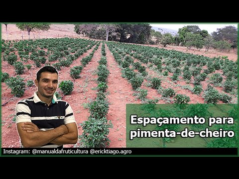 , title : 'Tudo sobre espaçamento no cultivo de Pimenta-de-cheiro'