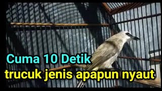 Download lagu PANCINGAN TRUCUKAN AGAR BUNYI burung TRUCUKAN GACOR ROPEL PANJANG mp3 Download lagu PANCINGAN TRUCUKAN AGAR BUNYI burung TRUCUKAN GACOR ROPEL PANJANG mp3