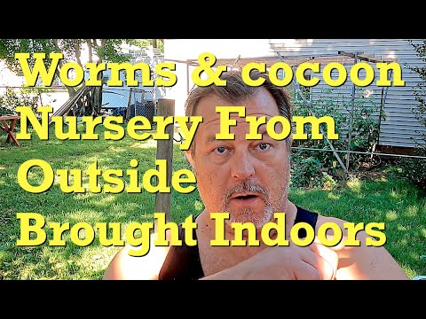 Worm bin & cocoon nursery from outside moved into basement wormery - vermicompost
