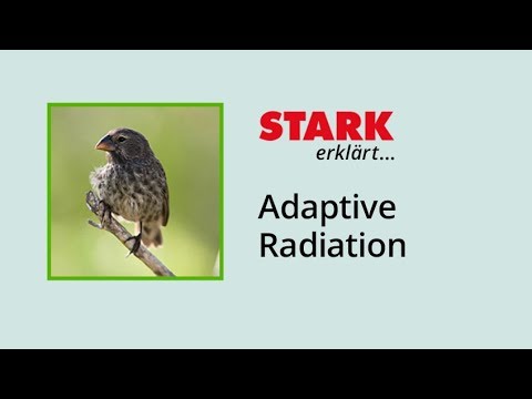 Adaptive Radiation | STARK explains