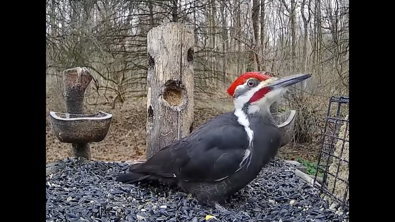 🔴 LIVE BIRDS: Pileated Woodpeckers and other Midwestern Birds! - 4/22/2026