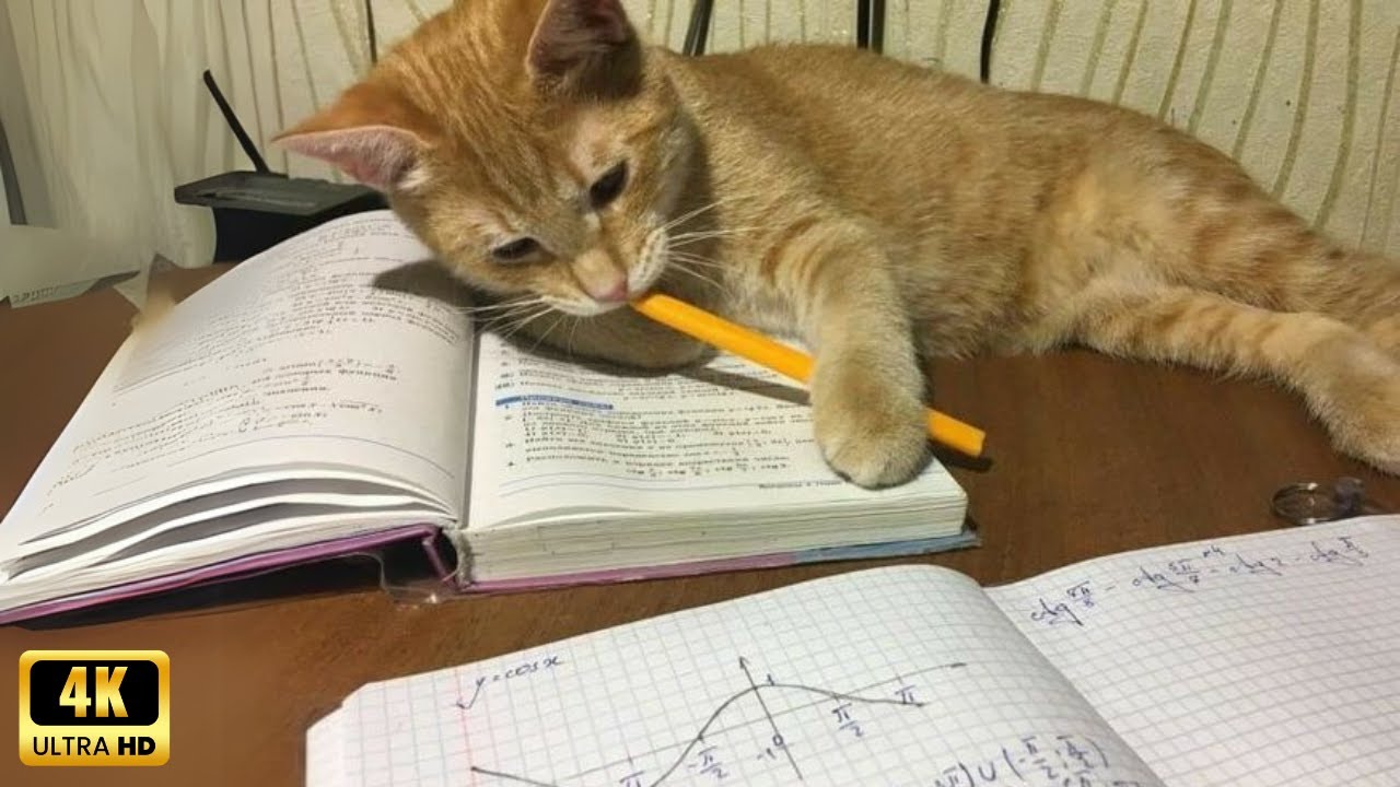 Cats use 100% brains