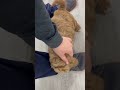 Mini Goldendoodle dogs for sale: Jasmine - Video 1