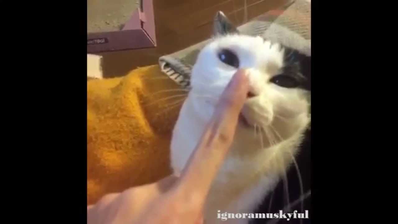 Best Cat Vines Compilation December 2014 - Part 2