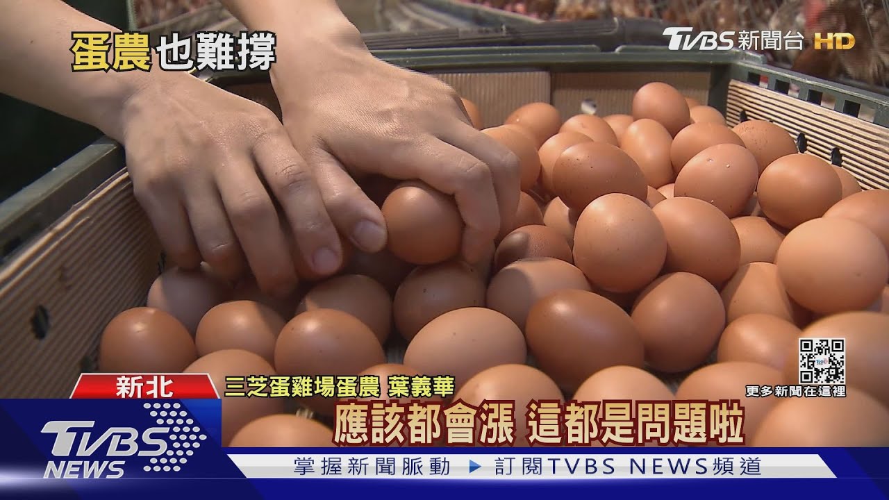 苦!國際飼料用玉米大漲 蛋農養雞成本暴增三分之一