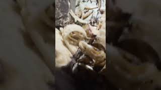 Download lagu Mirip Suara Latto-Latto mp3 Download lagu Mirip Suara Latto-Latto mp3