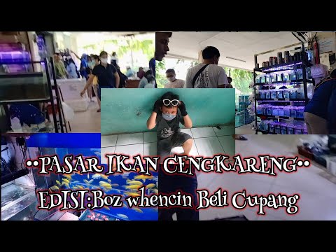 pasar-ikan-cengkarengedisi-boz-whencin-beli-cupang
