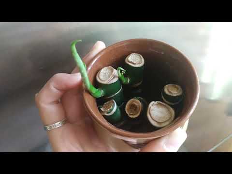 🌿🌸Обзор моих комнатных растений новинки черенки. Мои Цветы.
