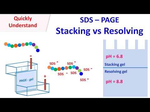 SDS PAGE | Stacking vs Resolving gel