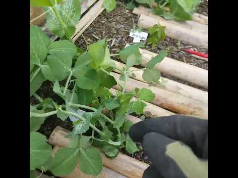 メドウエンドウ 植物