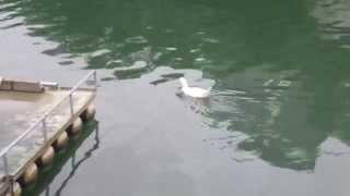 preview picture of video 'A Duck Swims at Sun Moon Lake'