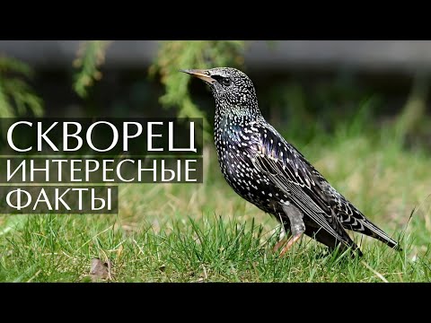 Скворец - интересные факты