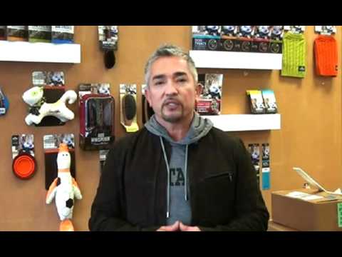 "The Dog Whisperer" Cesar Milan at Fashion for Paws