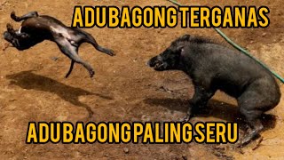 Download lagu adu bagong paling seru yang pernah ada. !!!! mp3 Download lagu adu bagong paling seru yang pernah ada. !!!! mp3