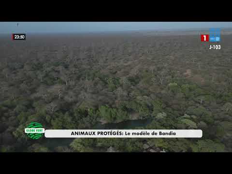 GLOBE VERT / ANIMAUX PROTÉGÉS : Le modèle de Bandia - LUNDI 20 JUILLET 2O26