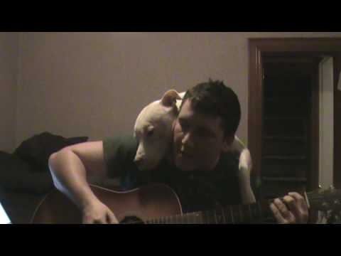 Un Pitbull abraza a su dueño cuando éste le canta