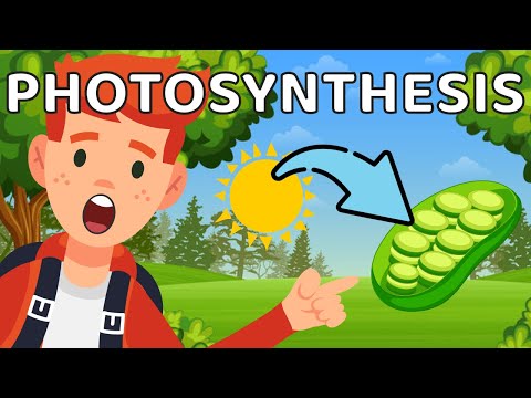 Unlocking the Secrets of Photosynthesis: The Ultimate Educational Guide