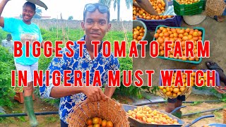 Visiting The biggest Tomato And Pepper Farm In Nigeria,Rivers State!!!Tomato And Pepper farming!