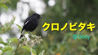 クロノビタキ　@Ooty