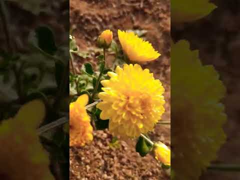 #vivasayam! Dark Yellow Flower 🌼 #samanthi