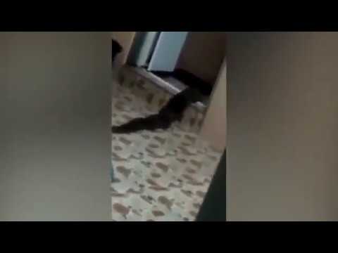 REAL LIFE SWAMP MONSTER CRAWLS OUT OF TOILET