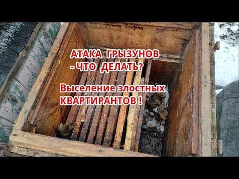 Пчеловодство.Зачем надо смотреть улья во время зимовки пчёл.Мышиный беспредел в улье.Первые дотации
