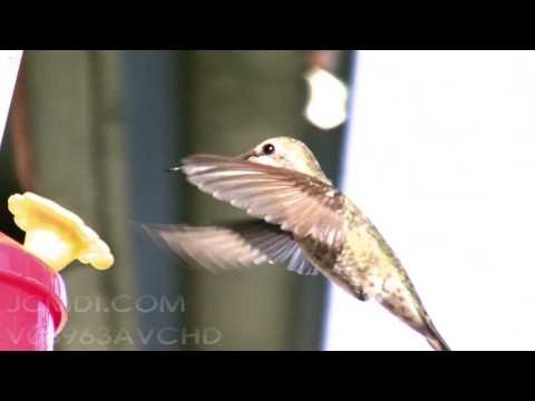 V03963 Female Anna's Hummingbird at feeder Realtime 720p HD