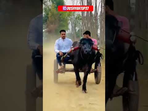 #jhota❤🦬😎🐂 subscribe me👇jay shri ram🙏🙏🙏🙏🙏