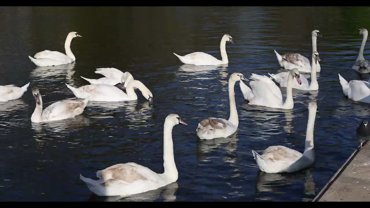 Canon EOS R5 Mark II — 4K video - YouTube