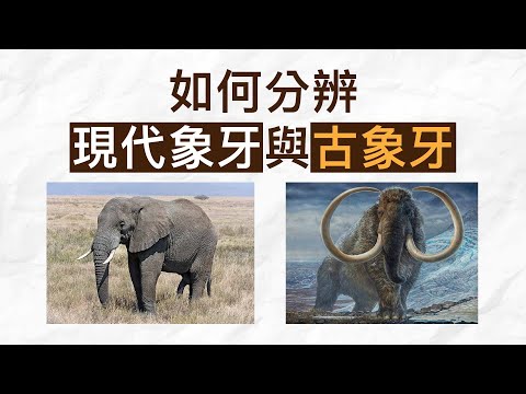 古象牙
