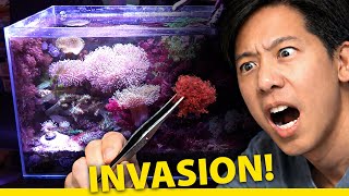 THE Worst Reef Tank Pest I've Ever Had (Cotton Candy Algae + Red Flatworms)