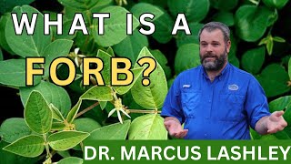 What is a forb