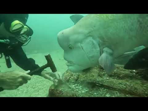 81 year old diver and this fish (Asian sheepshead wrasse) have been best friend for nearly 30 years.