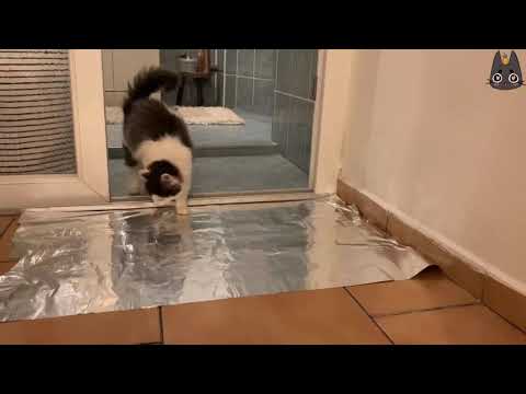 בסרטון המצחיק הזה תגלו איך מונעים מחתולים לקפוץ על השיש...