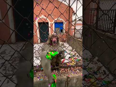 Unexpected Turn: Playing with a Monkey Gone Wrong 🤯 #youtubeshorts