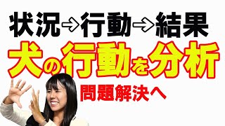 犬の吠え、飛びつきなどを自分で治したい。詳しく方法を紹介。吠えるを解決　ビヘイビアリスト　犬のしつけ